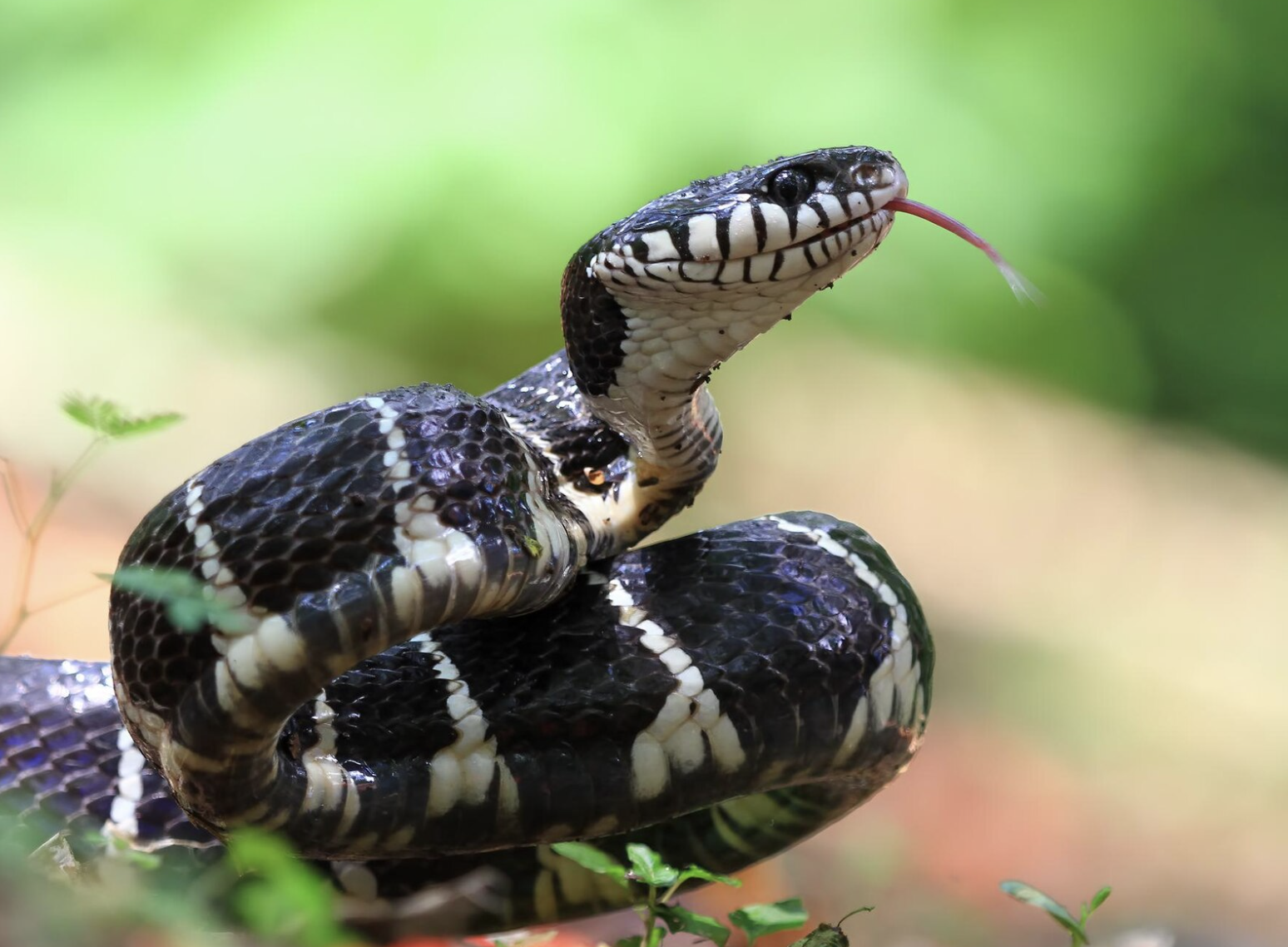 7 Of The Deadliest Snakes In The World