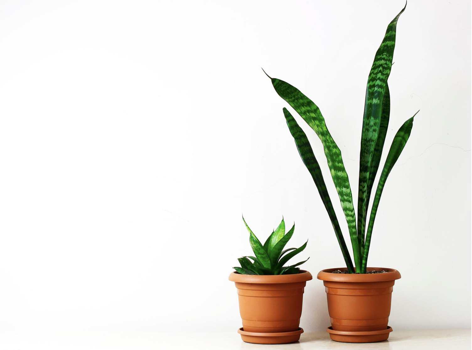 8 Good Luck Plants To Bring Positivity To Your Home