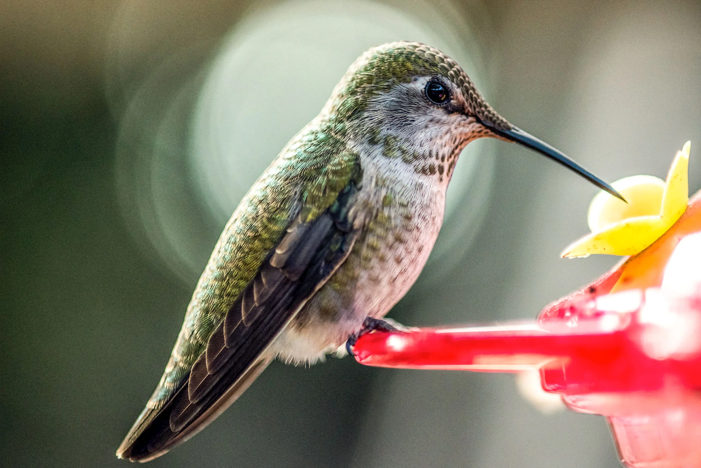8 Stunning Hummingbird Feeders That Will Transform Your Yard Into a Fairytale