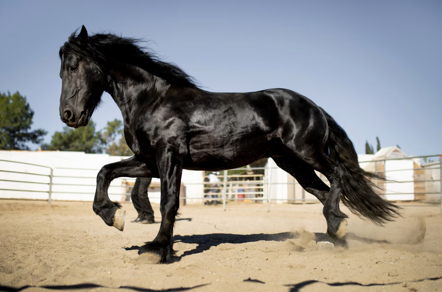 7 Expensive Horse Breeds That Cost More Than a Car