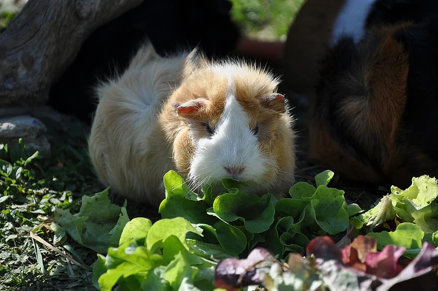 The 8 Best Guinea Pig Foods of 2023