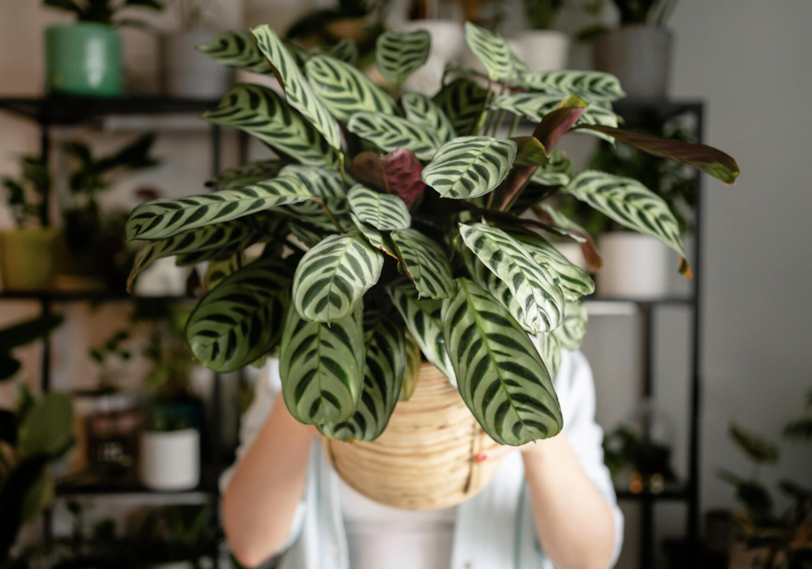 The 8 Hottest Houseplant Trends To Watch in 2024