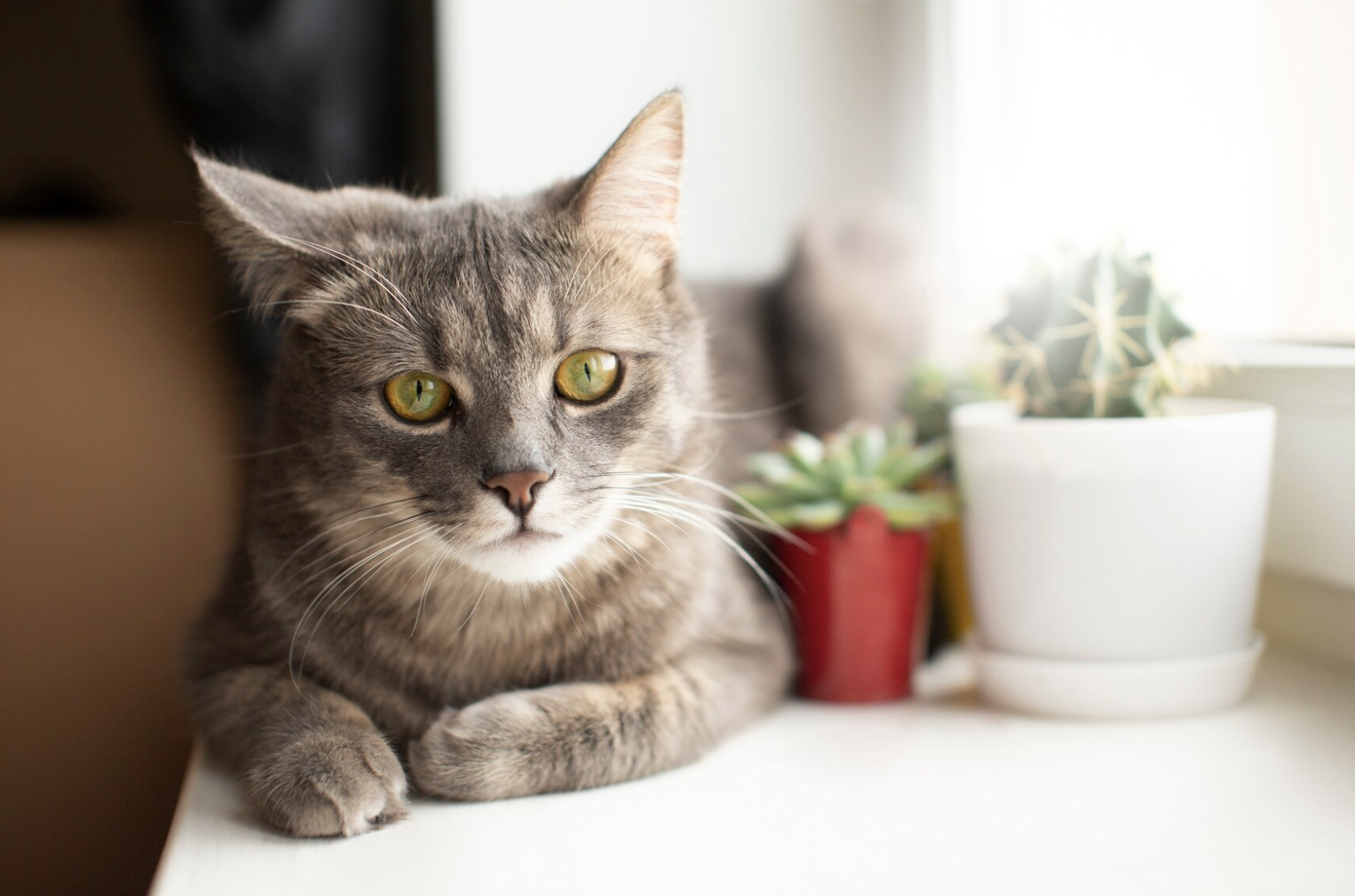 7 Best Cat Breeds for Families in the USA