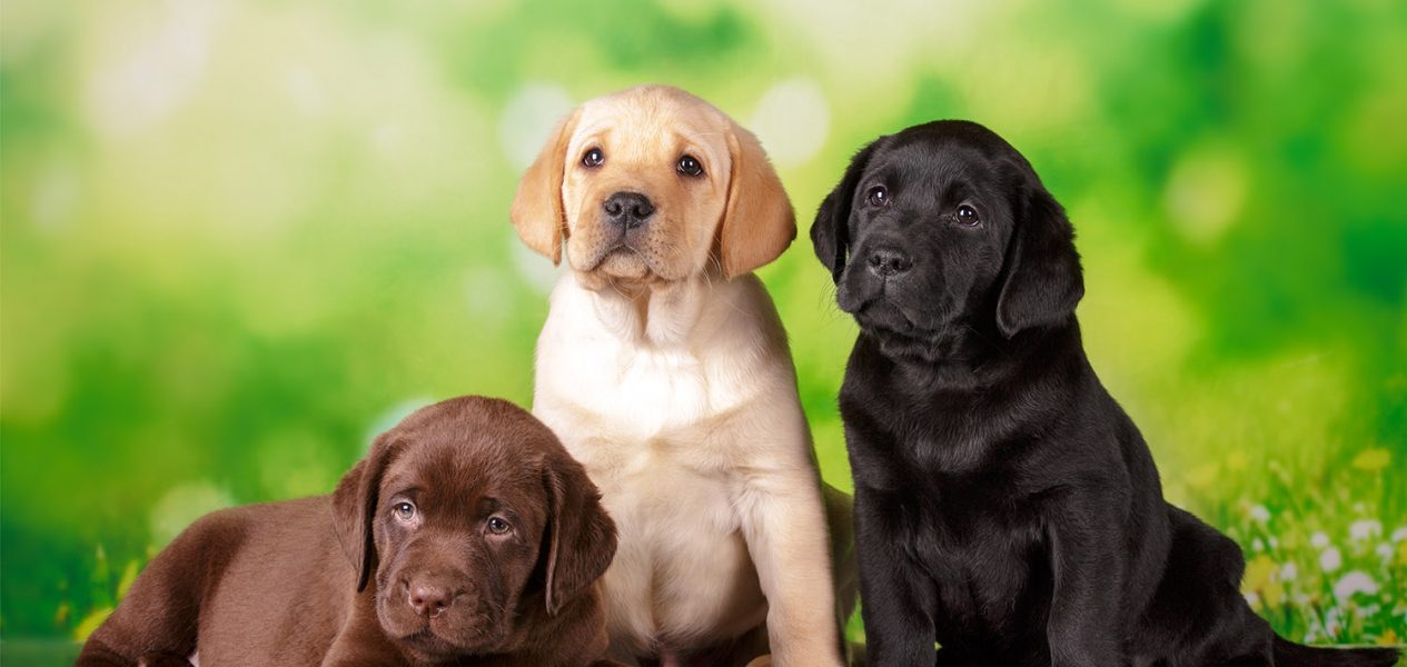 7 Dog Breeds Most Similar to Labs