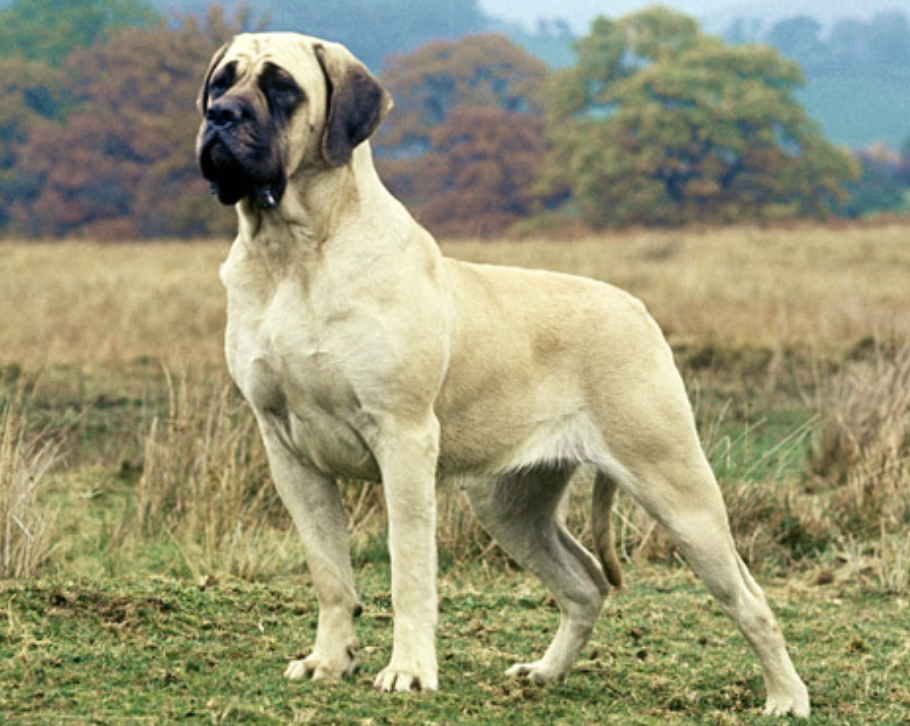 7 Giant Dog Breeds That Make Great Pets