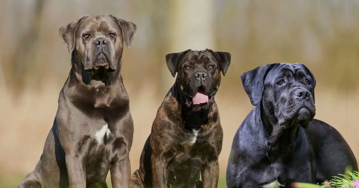 7 Italian Dog Breeds That Are Molto Bello