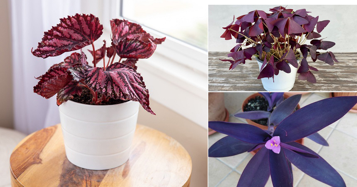 7 Pretty Plants with Purple Leaves