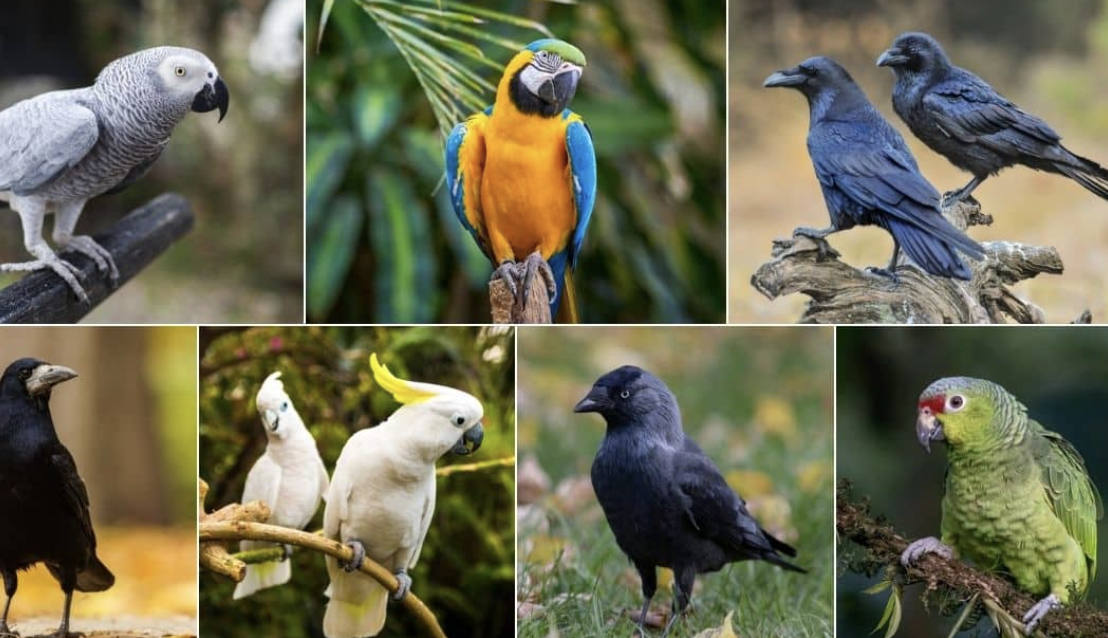 7 Smartest Birds in the World in 2024