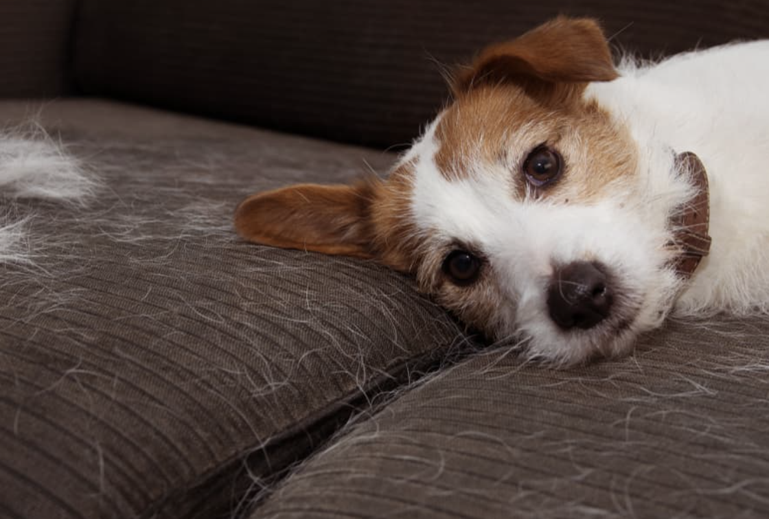 7 Ways to Deal With Pet Hair and Keep Your Home Clean