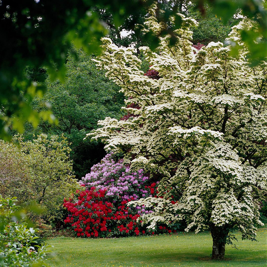 7 of the Fastest-Growing Trees for a Privacy Screen in Your Yard