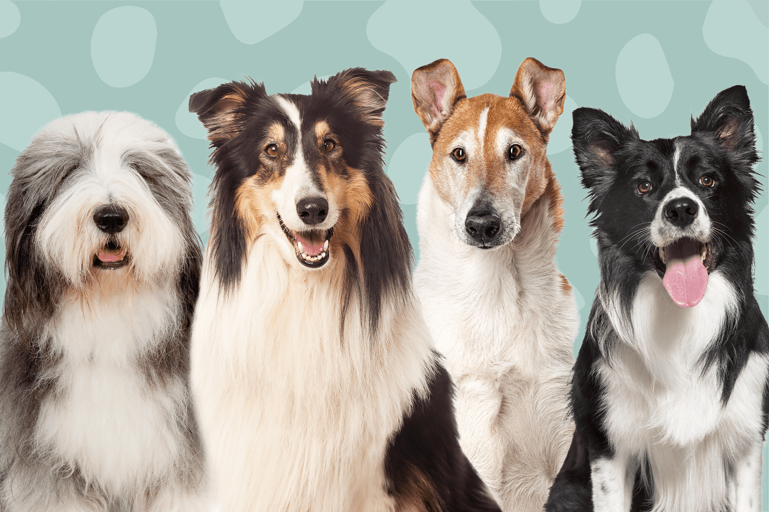 8 Beautiful Types of Collie Dog Breeds