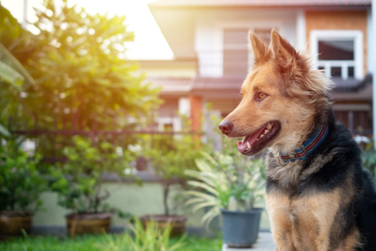 8 Best Guard Dog Breeds to Help Protect Your Family