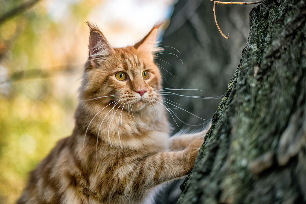 8 Best Hunting Cat Breeds In The World