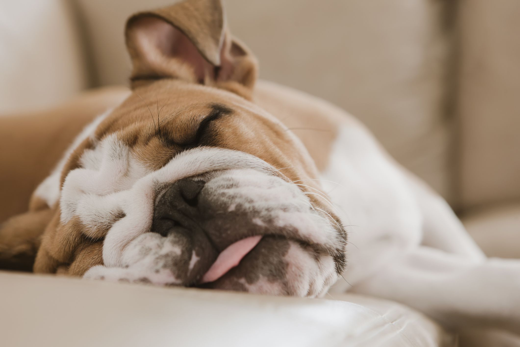 8 Most Lazy Dog Breeds in the World