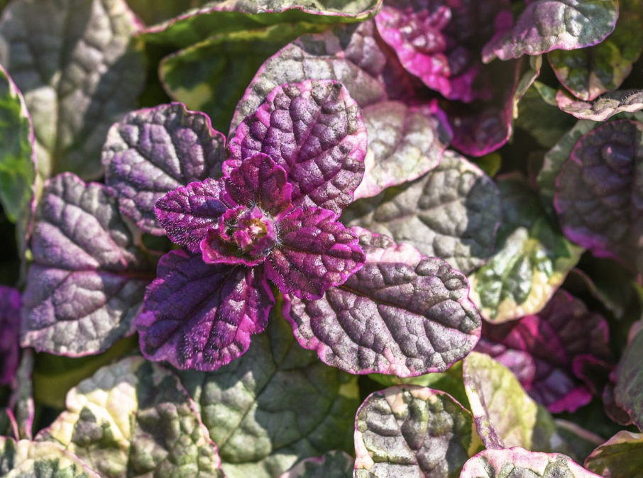 9 Landscaping Plants You Can t Kill