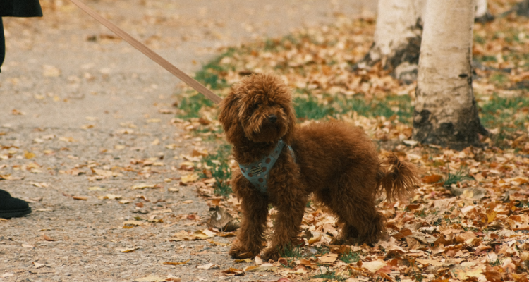 Potty Training for Your Mini Labradoodle