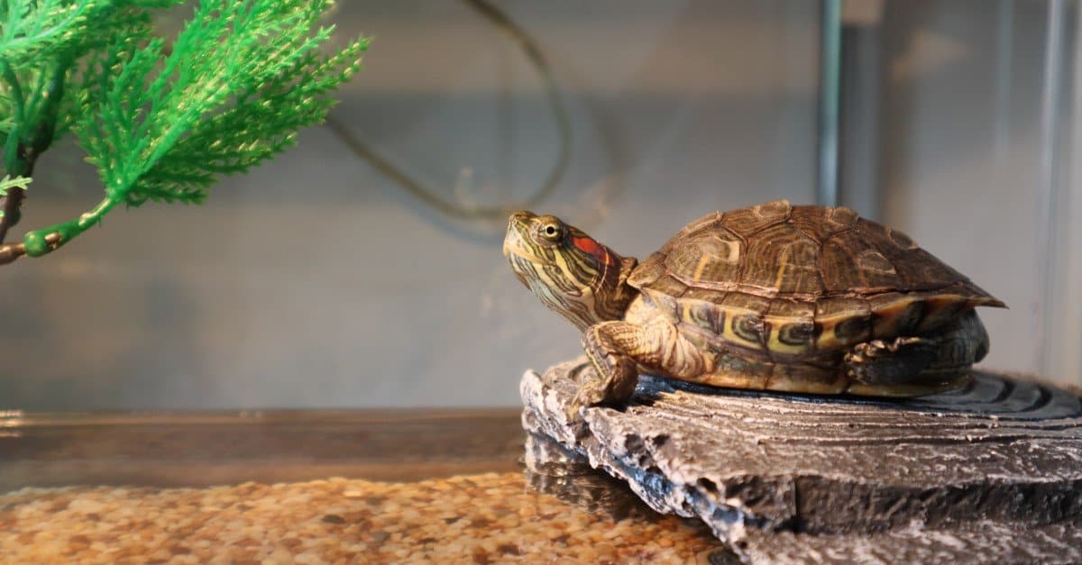 The 7 Best Land Turtles to Keep as Pets