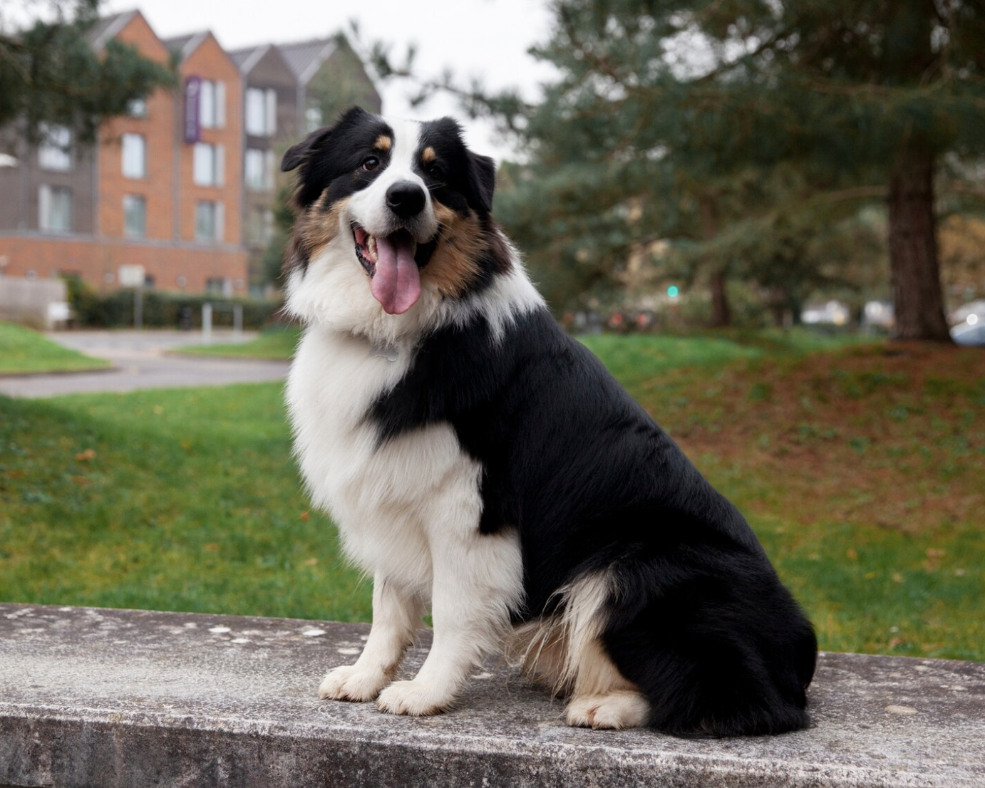 The 7 Most Popular Irish Dog Breeds