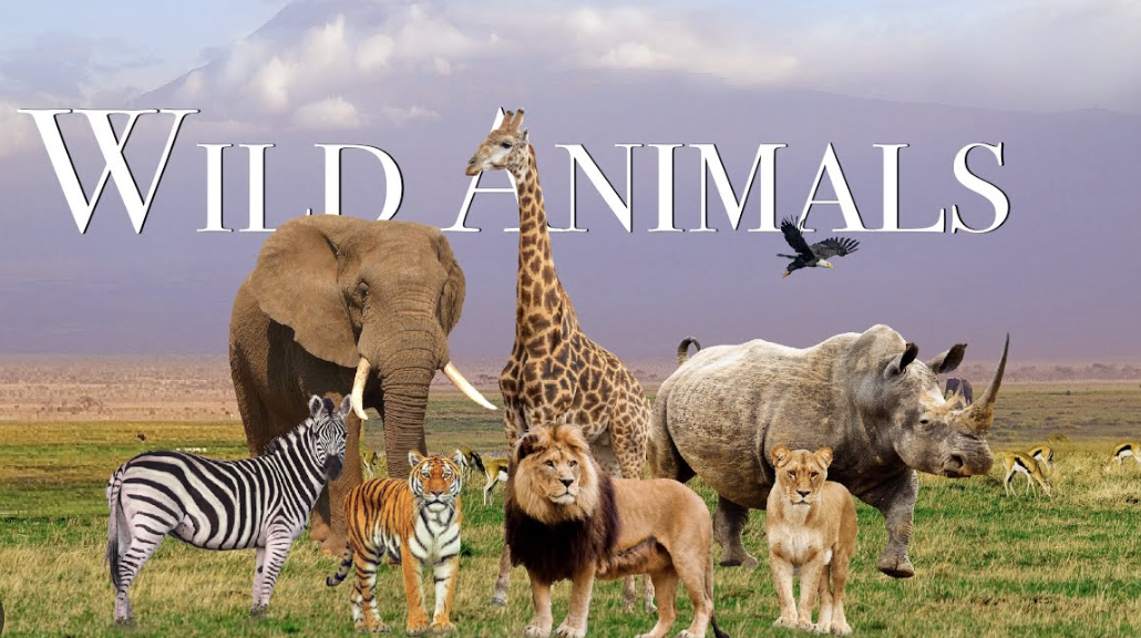 The 8 Most Friendly Wild Animals in the World