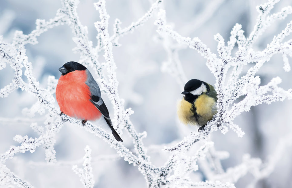 The Best 8 Ways to Attract Winter Birds