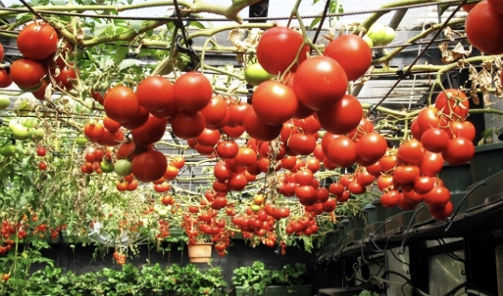 The Best Vegetables To Grow In Your Upside-Down Garden