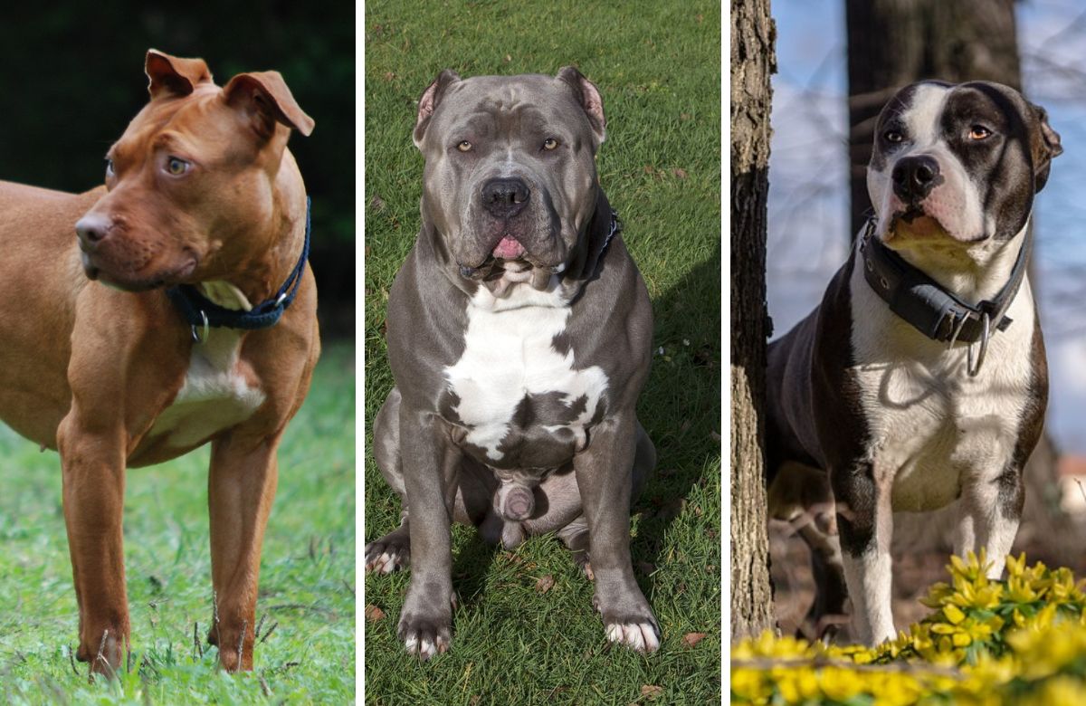 7 Dog Breeds Most Similar to Pit Bulls