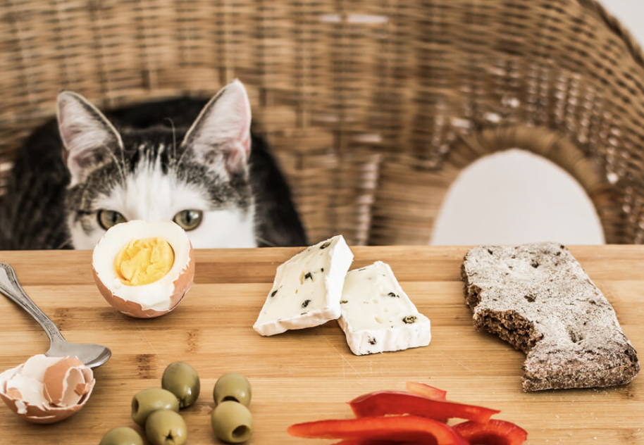 7 Human Foods That Cats Can Eat Safely