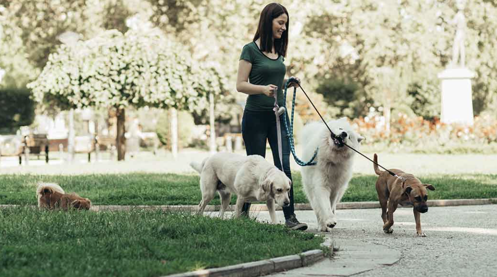 7 Tips for Choosing a Pet Sitter