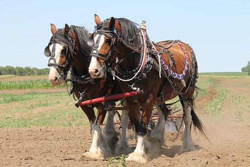 8 Best Horse Breeds for Ranch Work