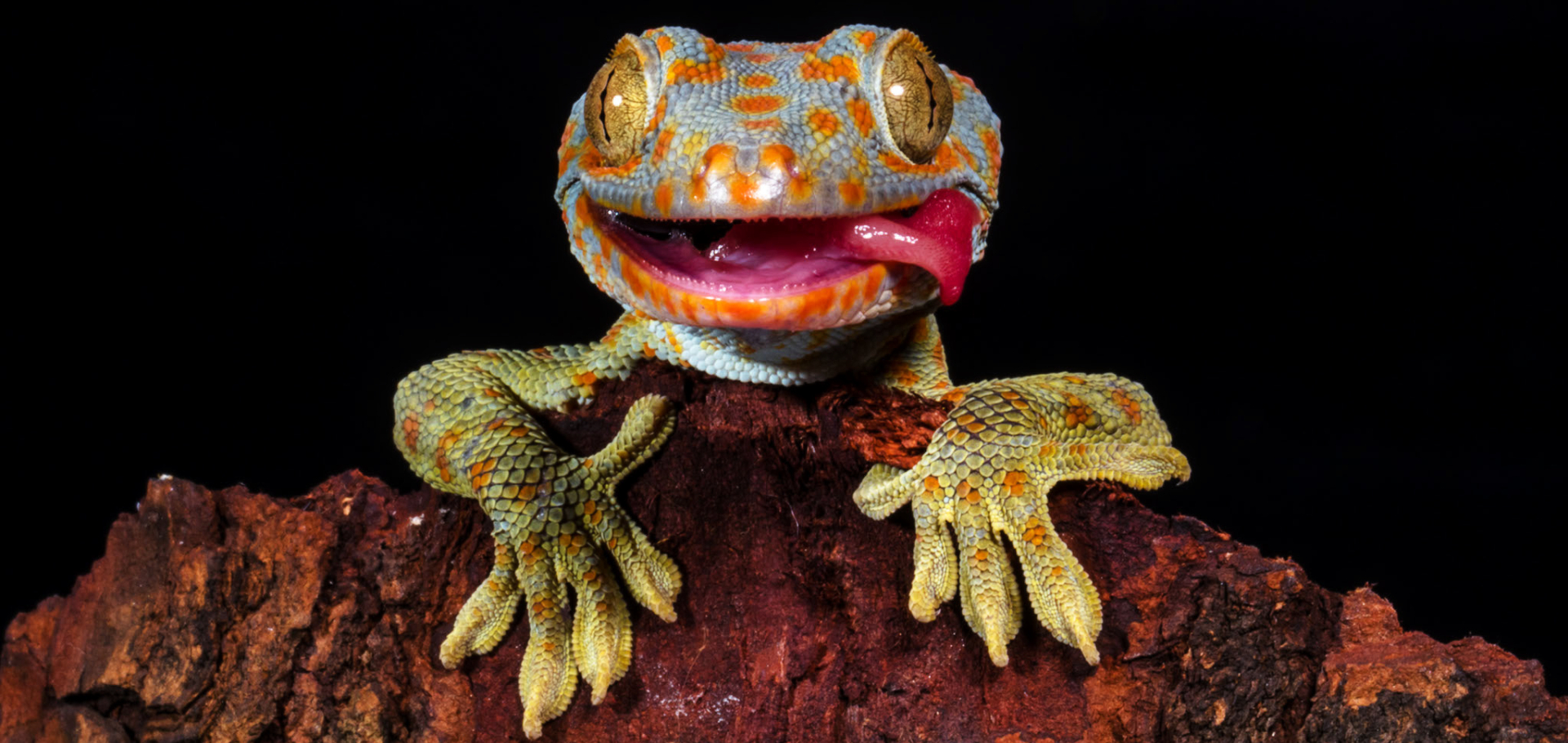 8 Pet Lizard Types for Reptile Lovers