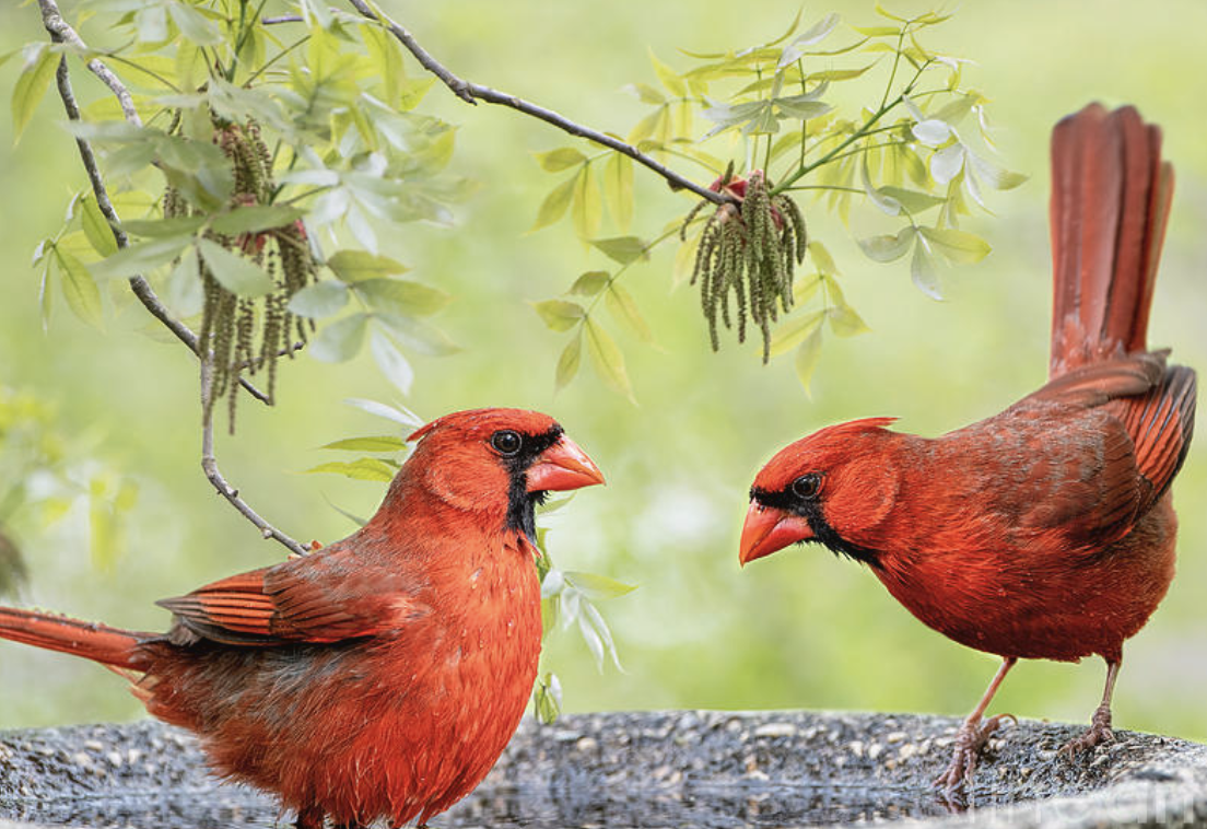 8 Plants and Trees That Attract Cardinals