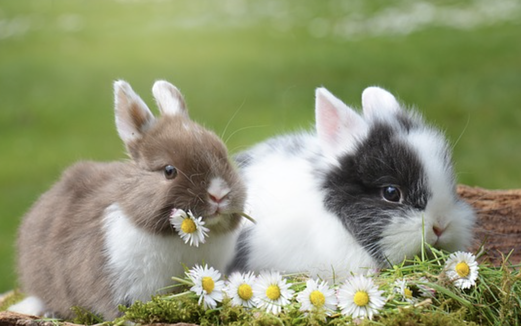 8 Reasons Why Rabbits Make Good Pets