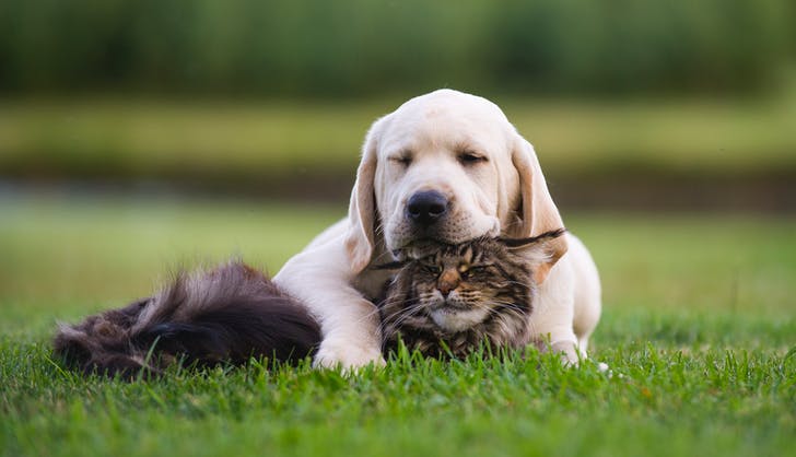 9 Dogs That Get Along with Cats
