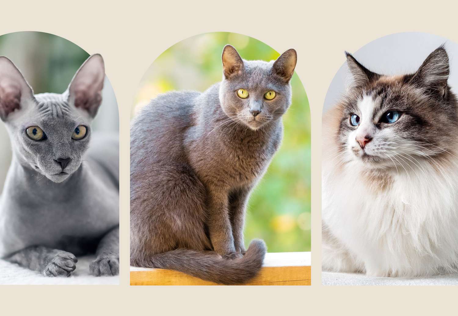 9 Longest Living Cat Breeds