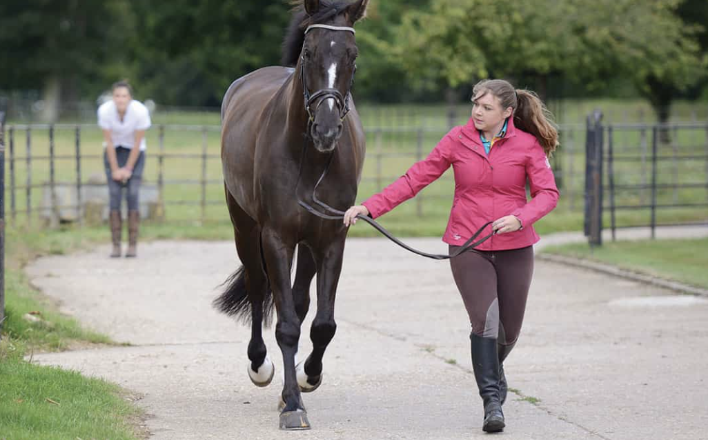 9 Tips for Caring for the Older Horse