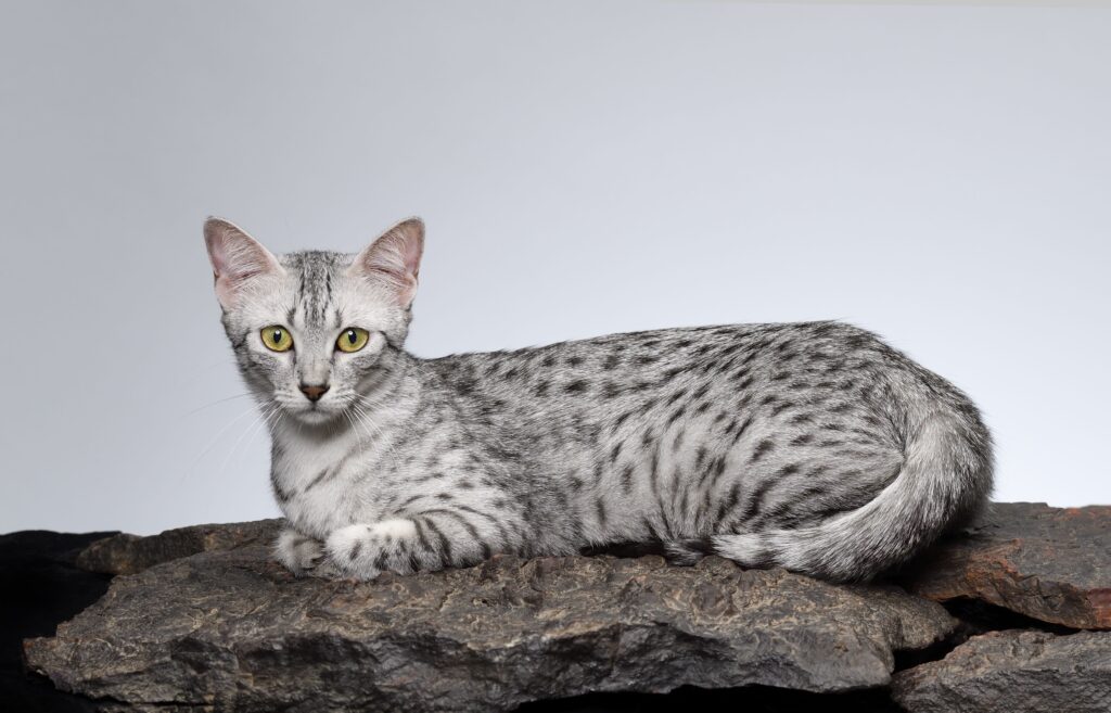 Egyptian-Mau