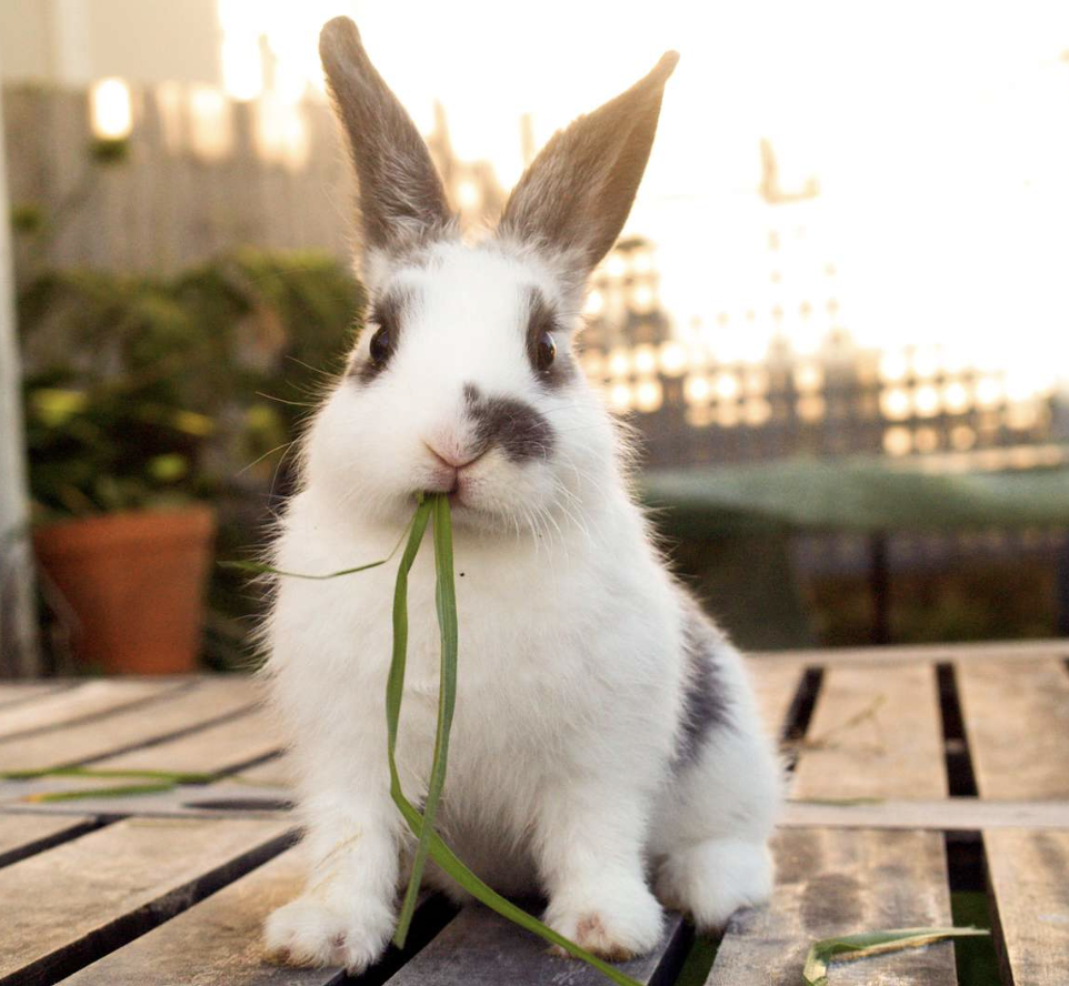 Top advice for looking after your pet rabbit