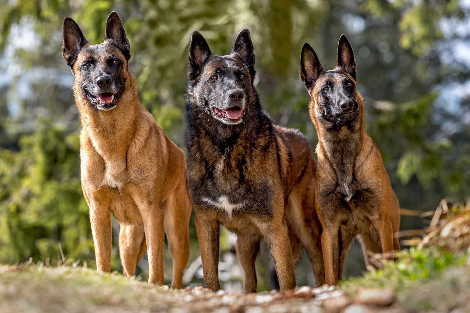 Types of Shepherd Dogs