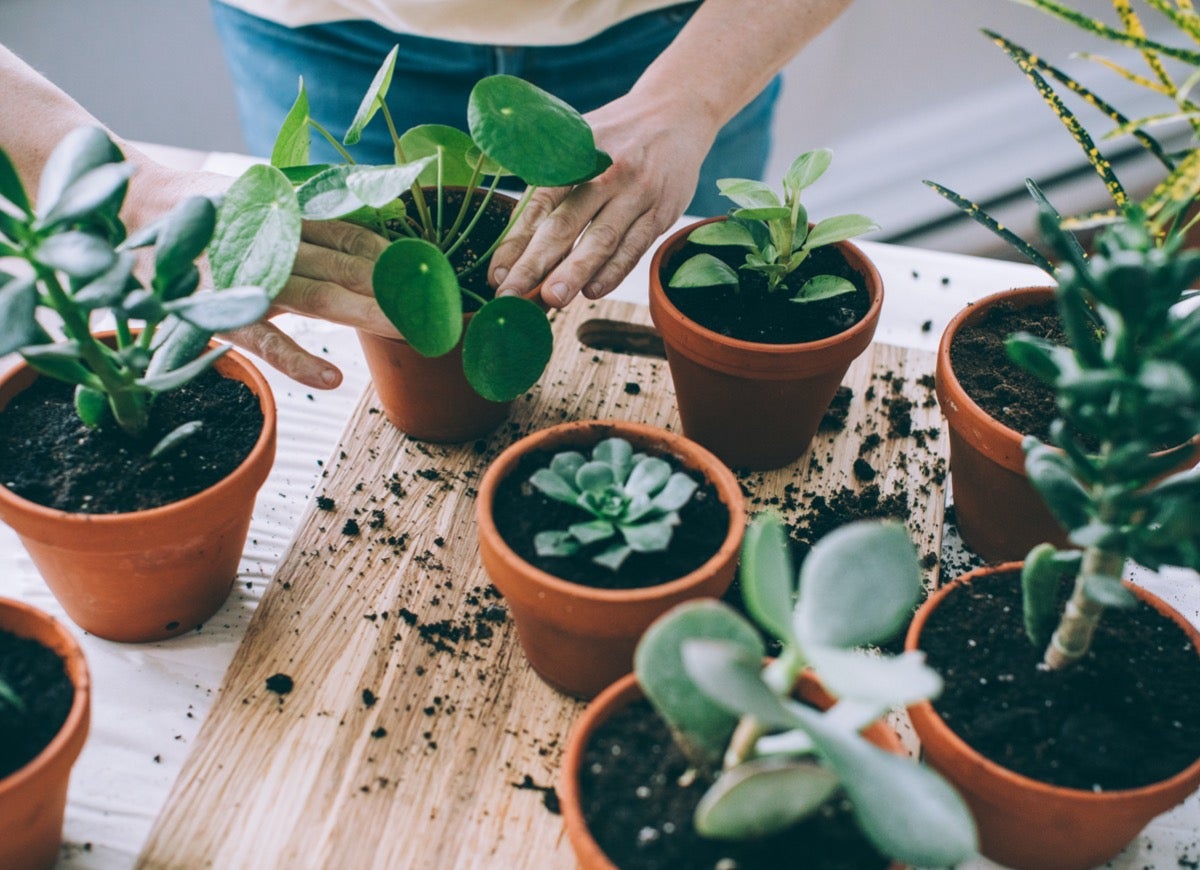 The Best Indoor Plants that Grow from Cuttings