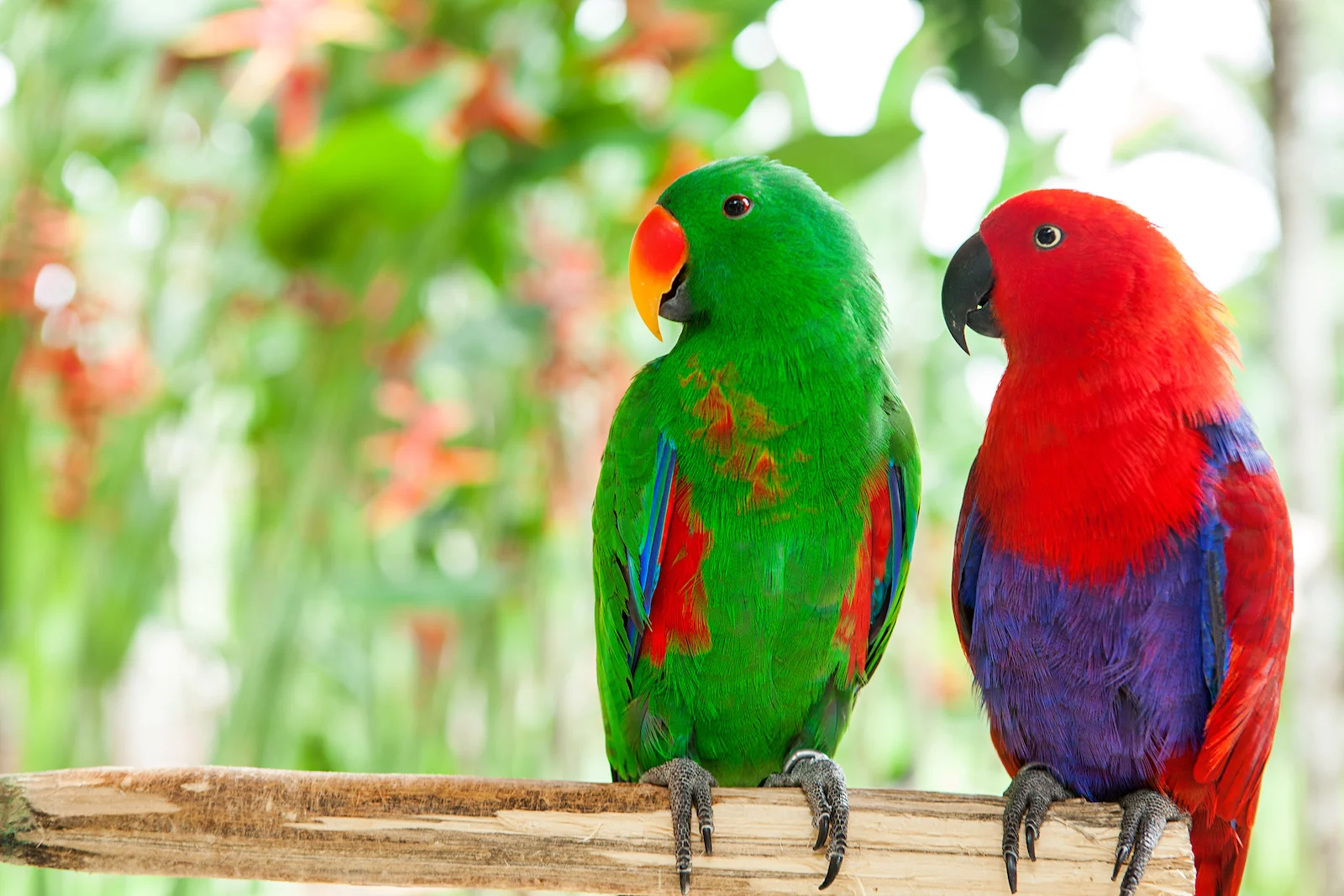 Top 8 Colorful Parrot Species