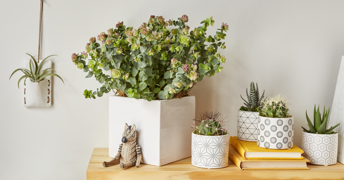 Why Houseplants Make Great Gifts
