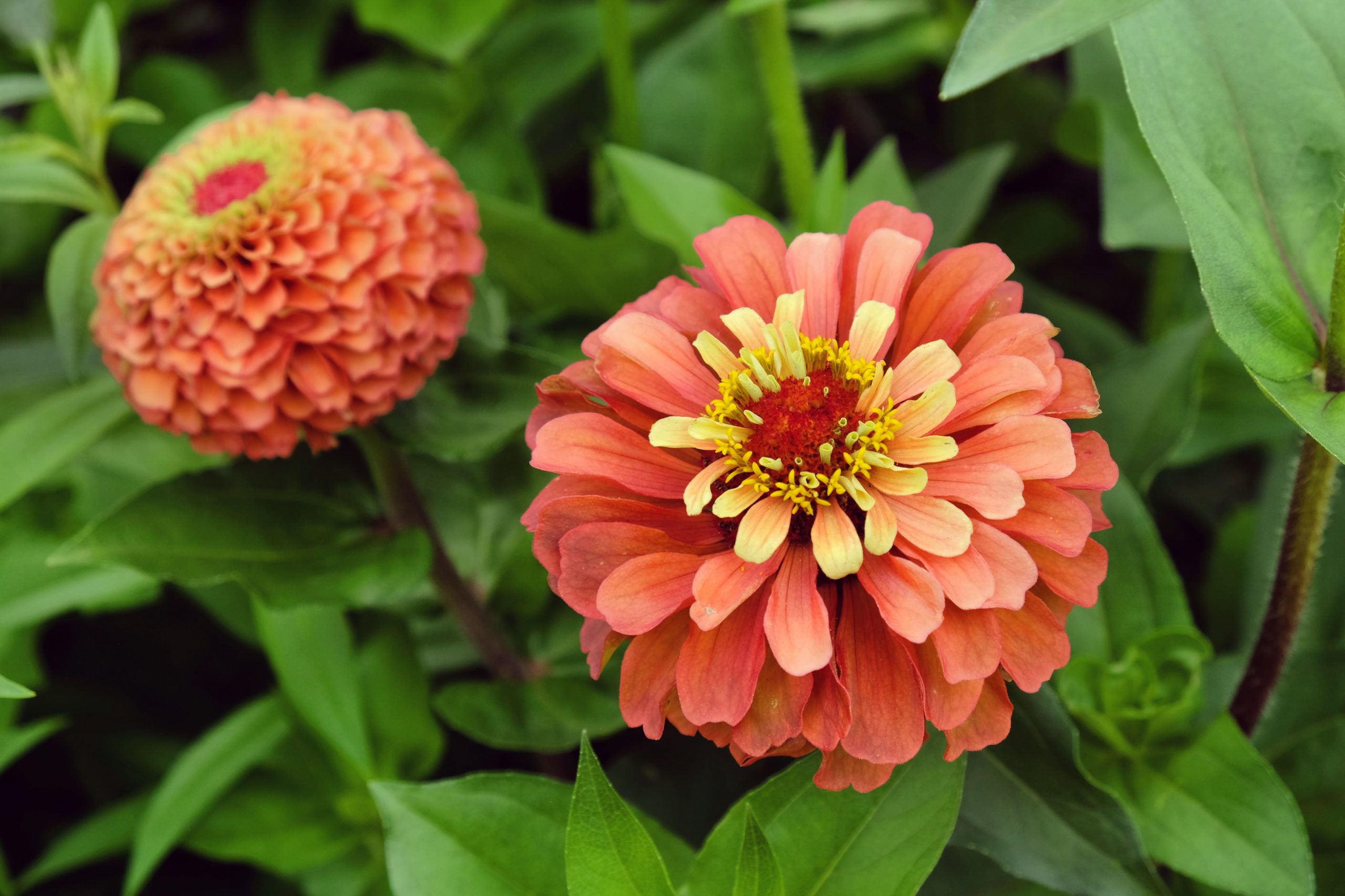 7 Full-Shade Annuals That Will Flourish Without Direct Sun