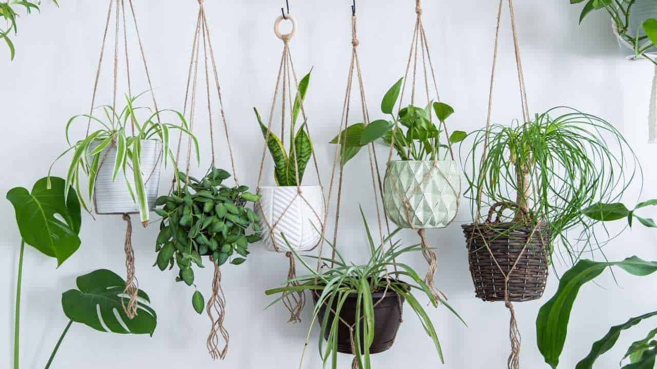 8 Indoor Trailing Plants That Are Fun And Easy to Grow