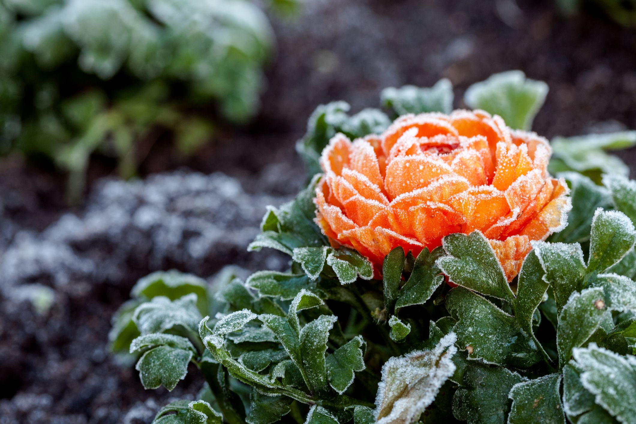 8 Perennials That Can Survive the Coldest Winters
