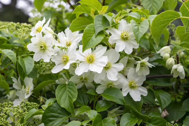 9 Blooming Vines That Add Beauty and Privacy to Your Yard