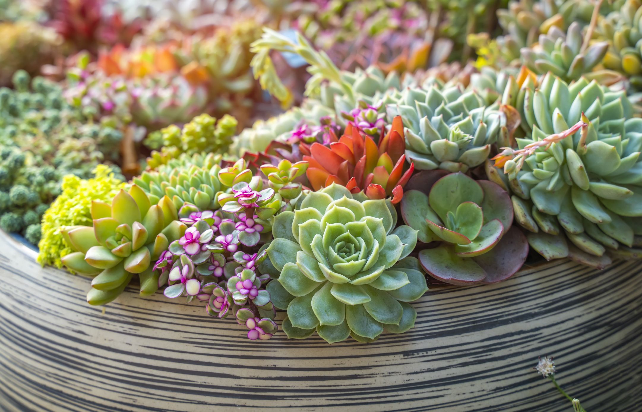 7 Flowering Succulents to Grow for Their Stunning Blooms