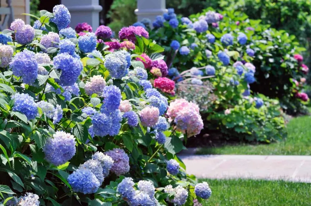 7 Low-Maintenance Perennial Plants for Busy Gardeners