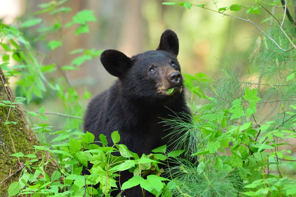 8 Animals That Call The Great Smoky Mountains Home