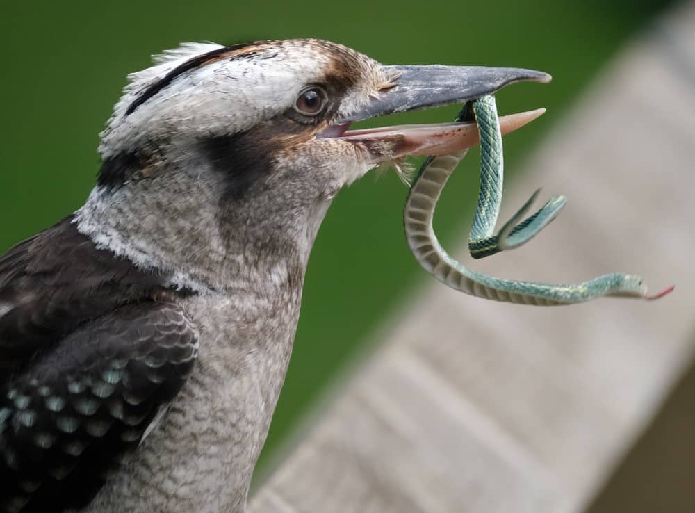 8 Animals That Eat Snakes