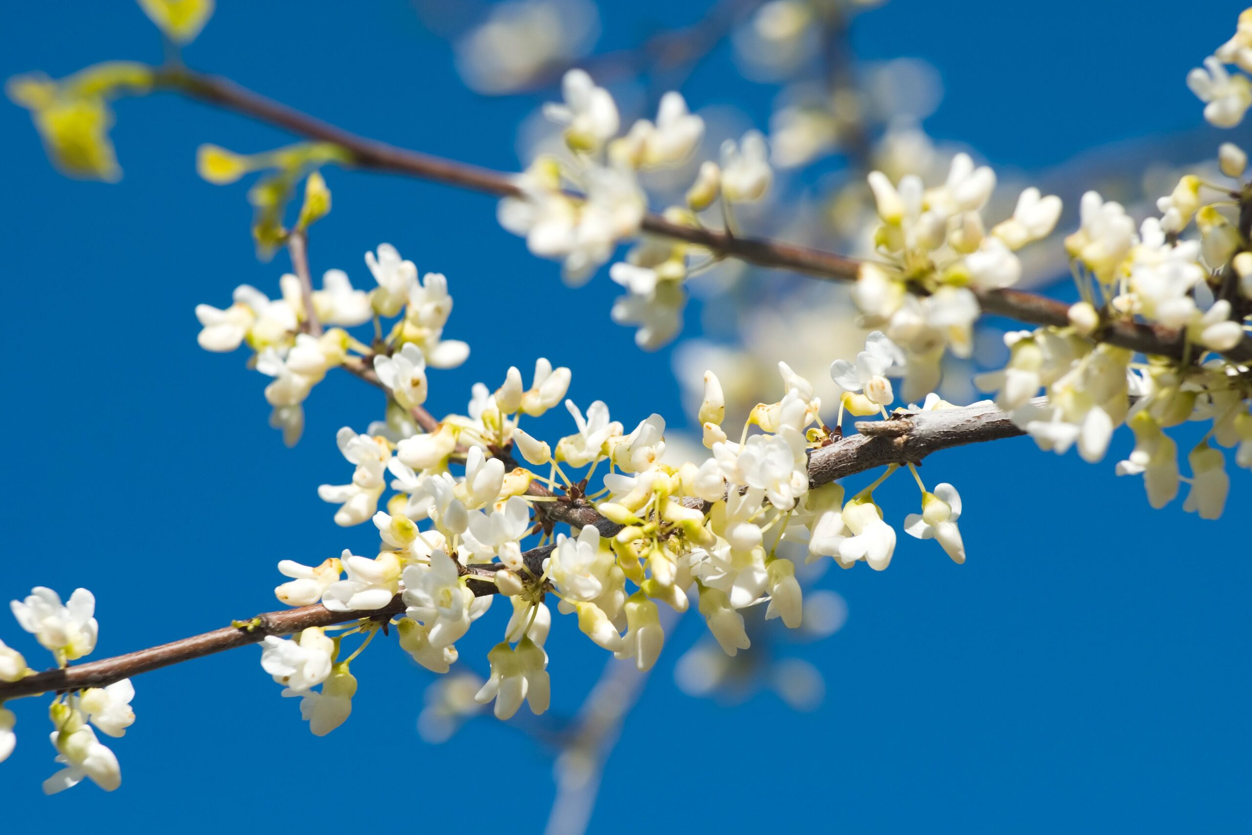 9 Best White Flowering Trees to Brighten Up Your Landscape